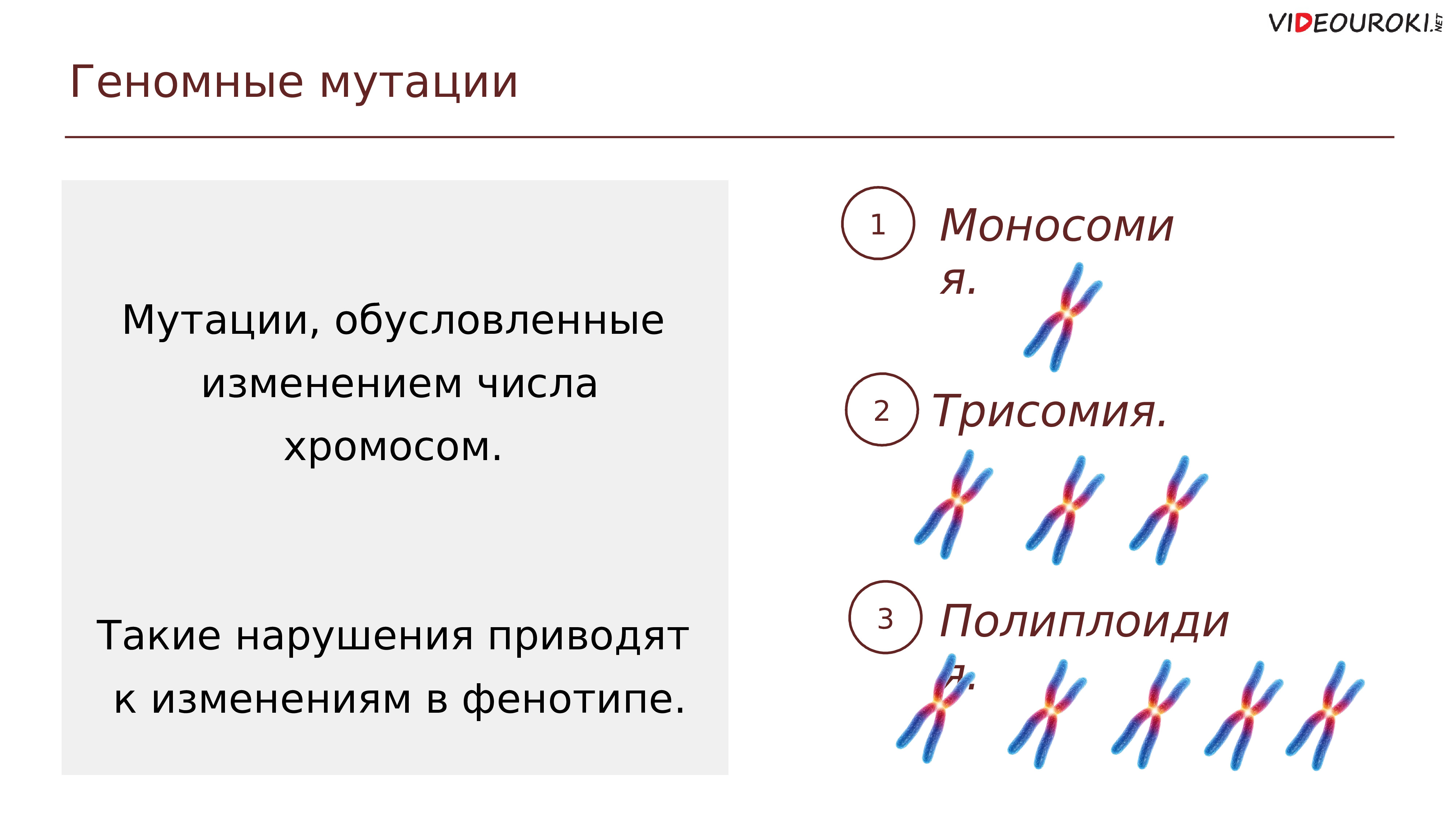 имеет групповой характер изменения признака вид изменчивости фото 76