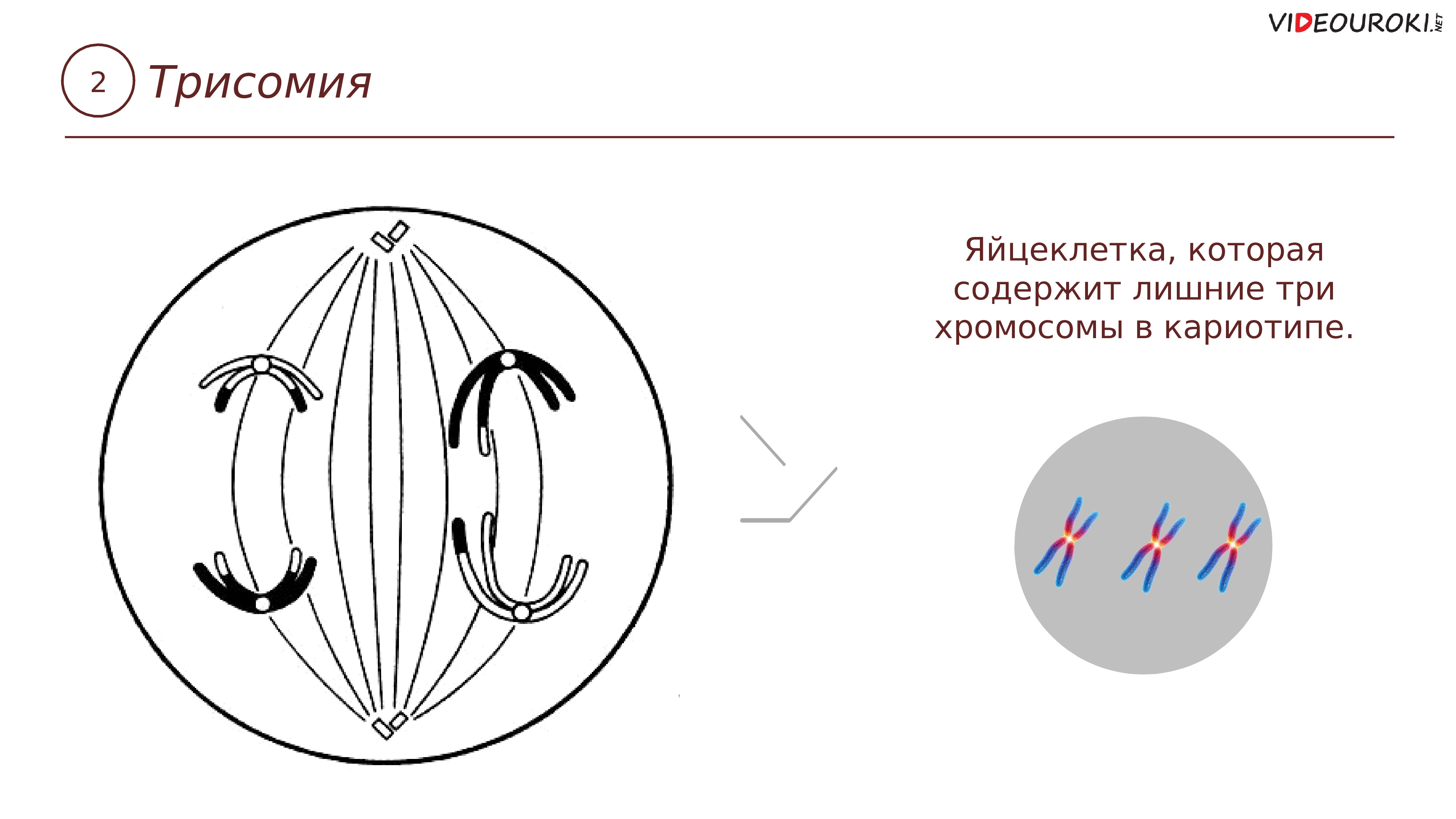 Хромосомы в яйцеклетке. Образование хромосом. Элементы строения хромосомы. Трисомия 16 хромосомы виновата яйцеклетка. Сколько хромосом у человека.