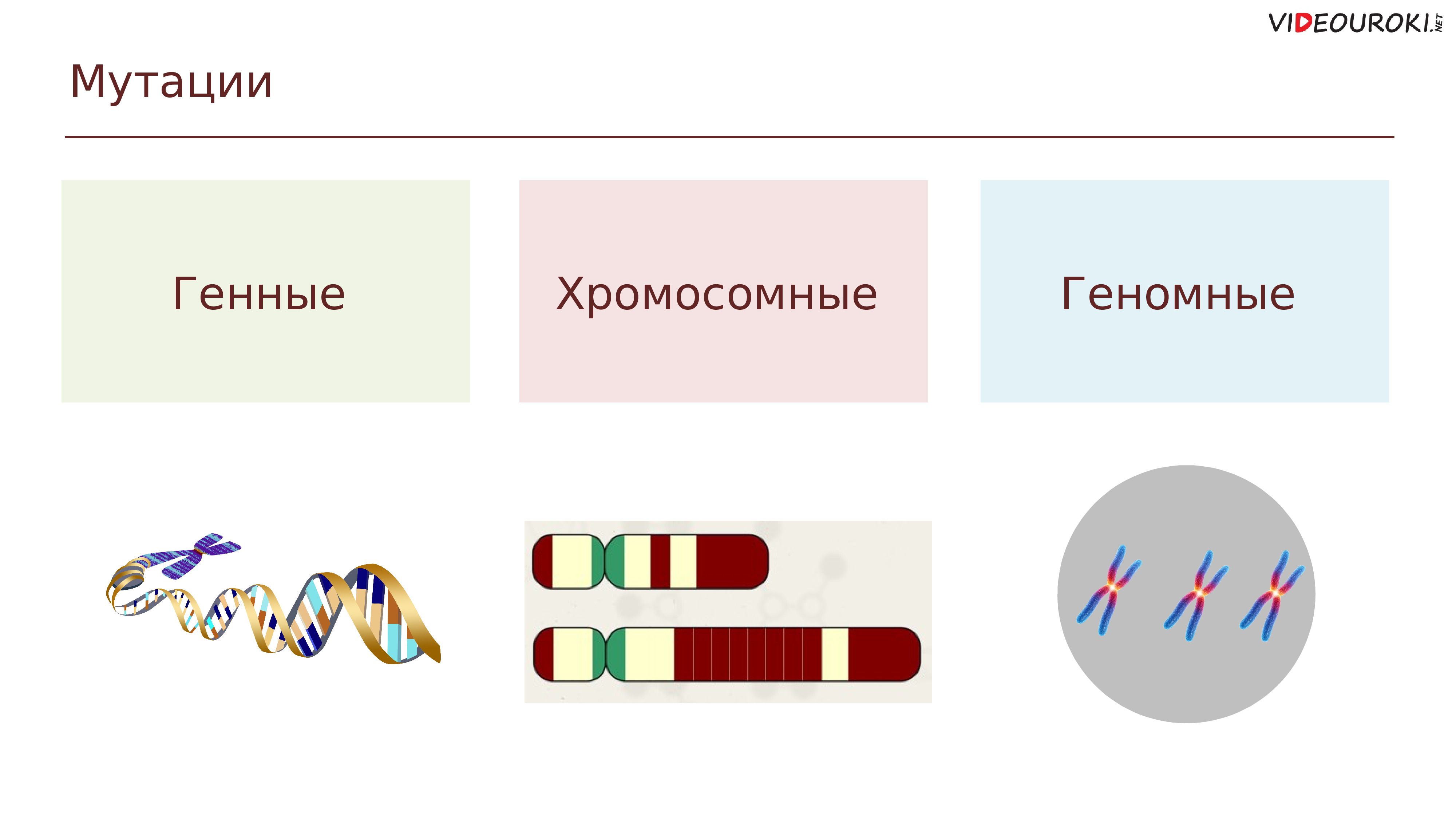 Генные геномные хромосомные мутации