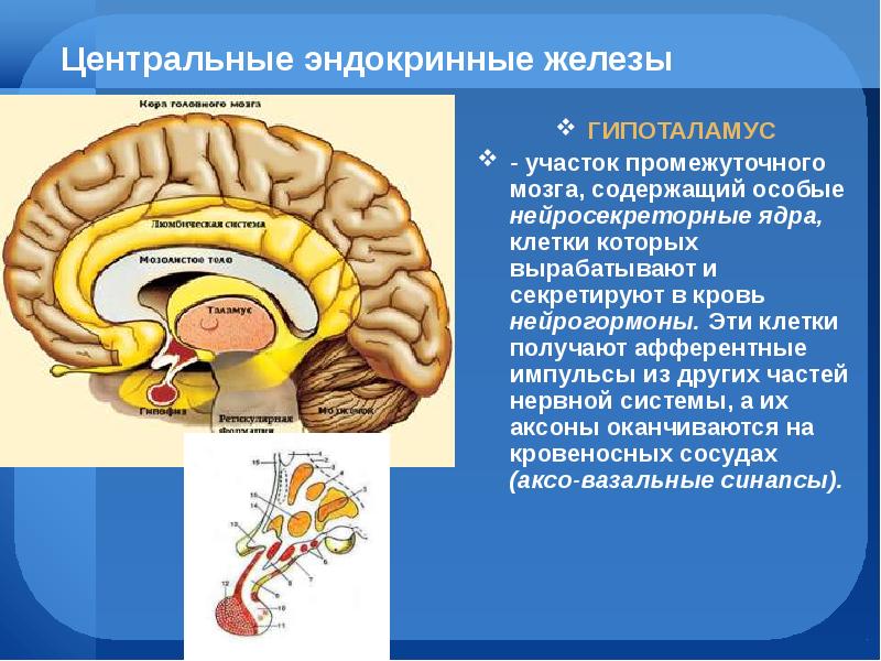 Эндокринная система егэ презентация