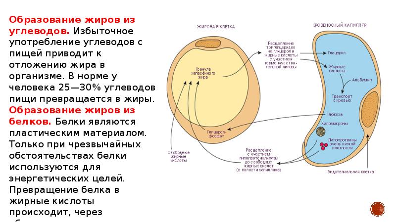 Обмен белков углеводов и жиров презентация 8 класс