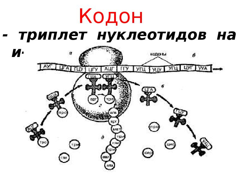 Синтез белка в клетке презентация