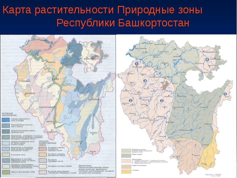 Карта животного мира республики башкортостан