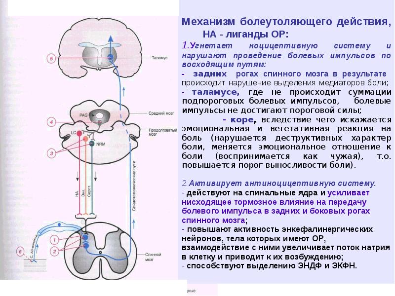 Механизм Действия Анальгетика