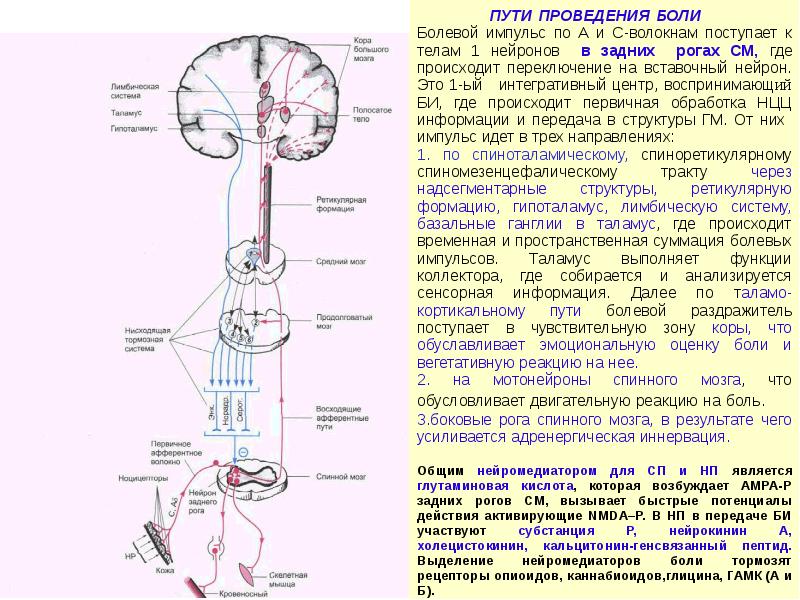 Передача больно. Схема проведения болевого импульса. Пути проведения боли. Пути проведения болевых импульсов. Проводящие пути боли.