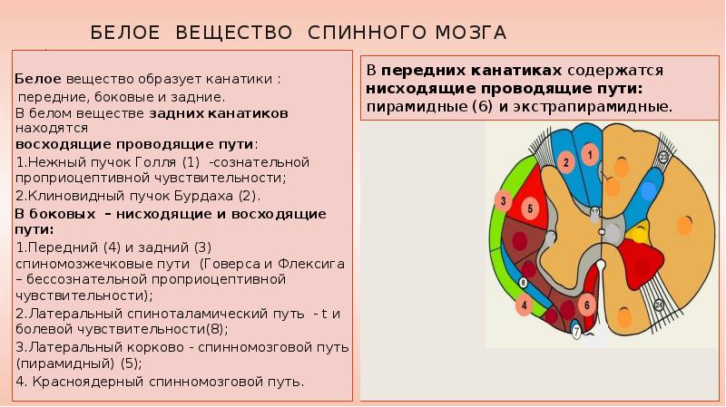 Проводящие пути спинного мозга презентация