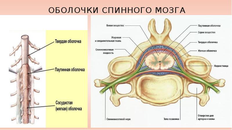 Оболочки спинного мозга схема