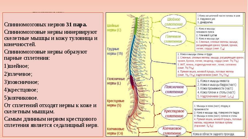 Спинной мозг неврология презентация