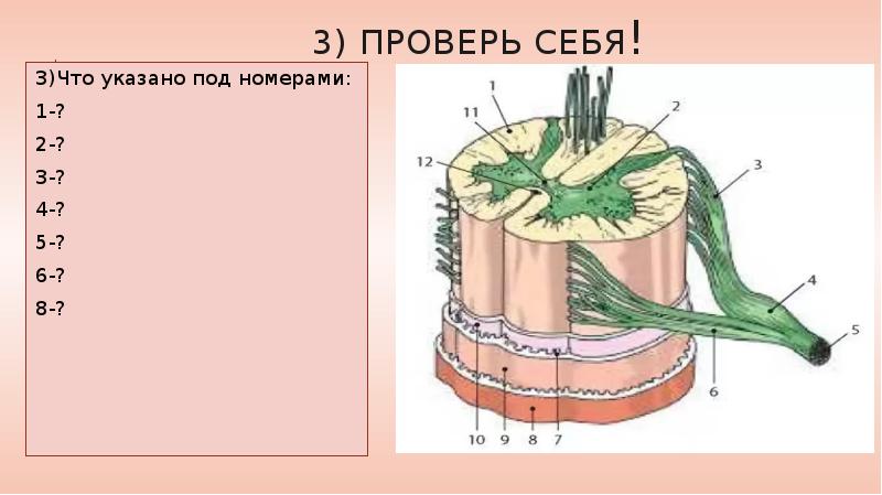 Под цифрой 5 на рисунке обозначены спинномозговой канал