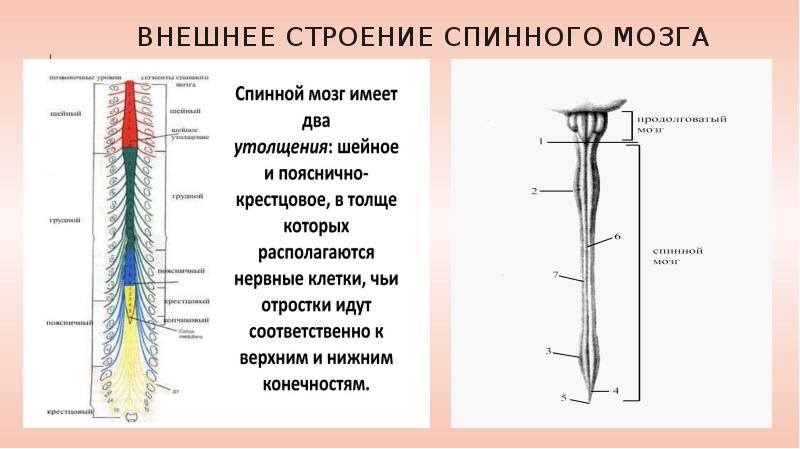 Внешнее строение спинного мозга. Наружное строение спинного мозга. Внешнее строение спинного мозга анатомия. Шейное утолщение спинного мозга анатомия. Внешнее и внутреннее строение спинного мозга.