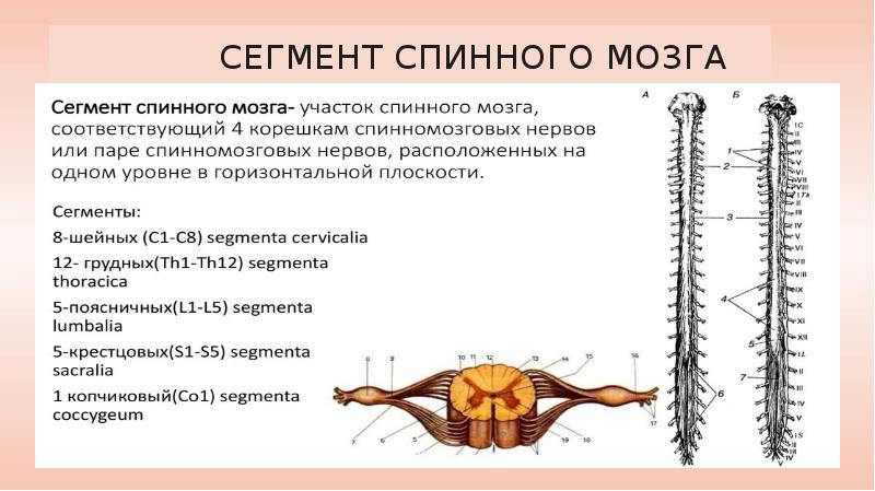 Схема сегмента спинного мозга