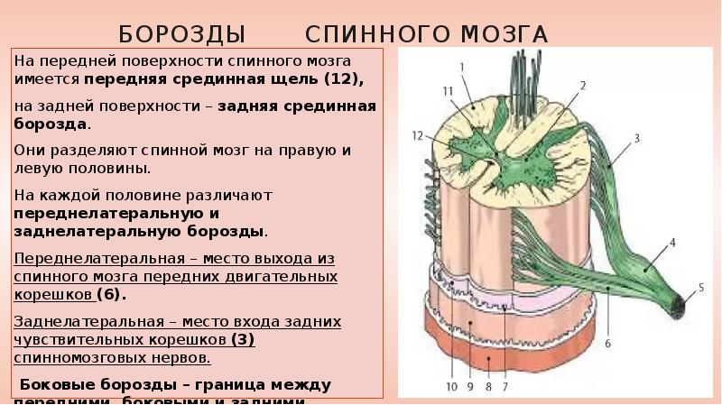 Строение спинного мозга презентация 8 класс