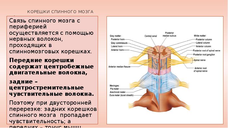 Физиология спинного мозга презентация