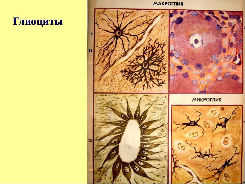 мантийные глиоциты