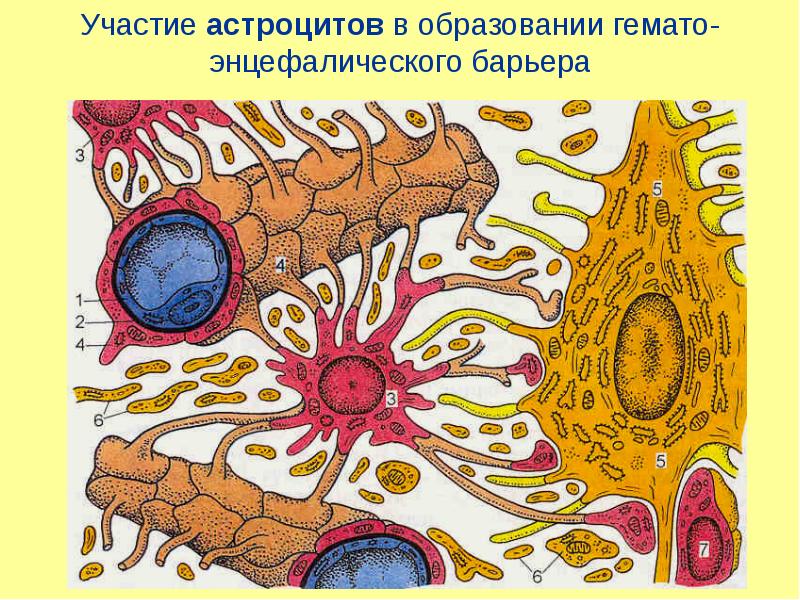 Гематолабиринтный барьер презентация