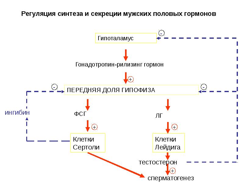 Регуляция синтеза