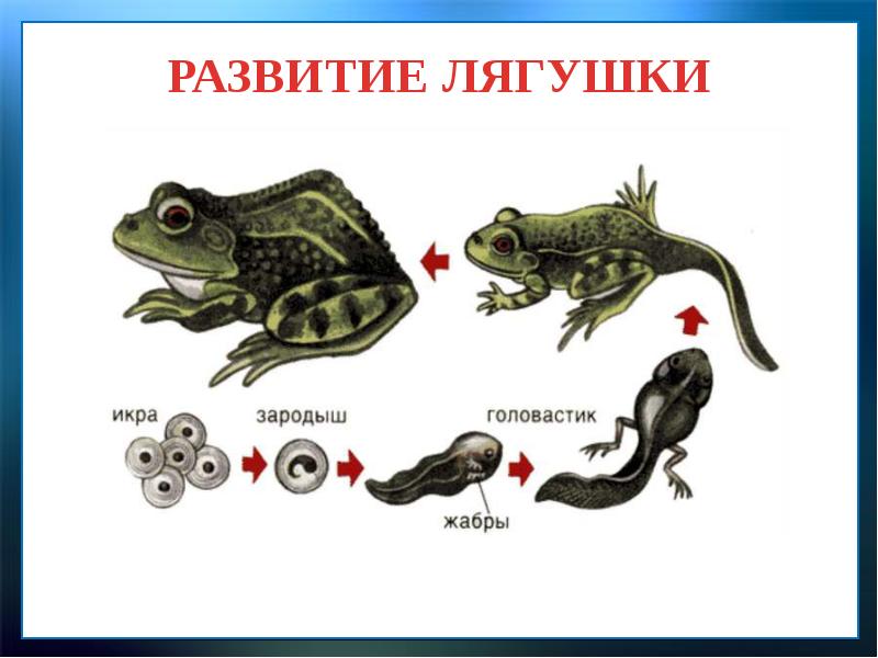 На рисунке изображена лягушка в разные периоды жизни какое общее свойство