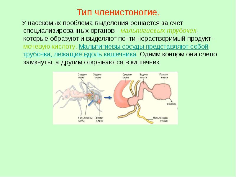 Органы выделения 7 класс презентация