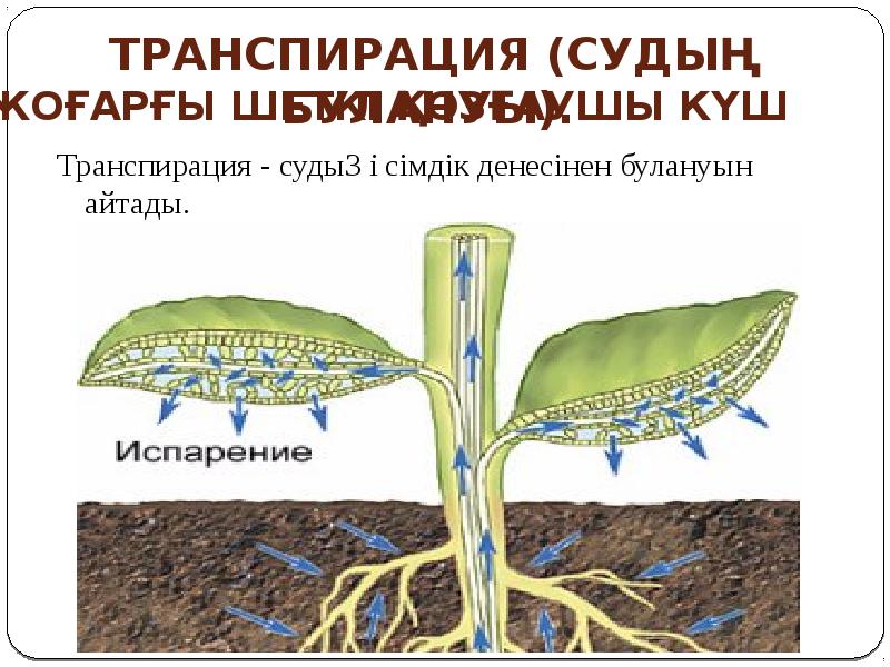 Транспирация рисунок биология