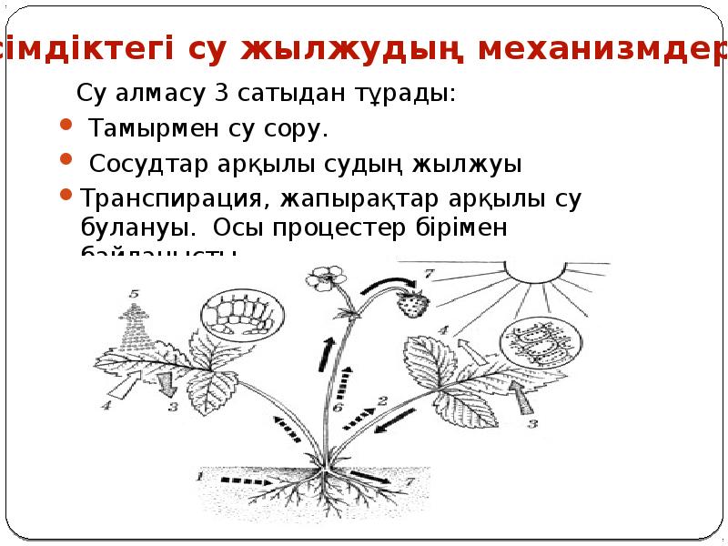 Масса алмасу процестері презентация