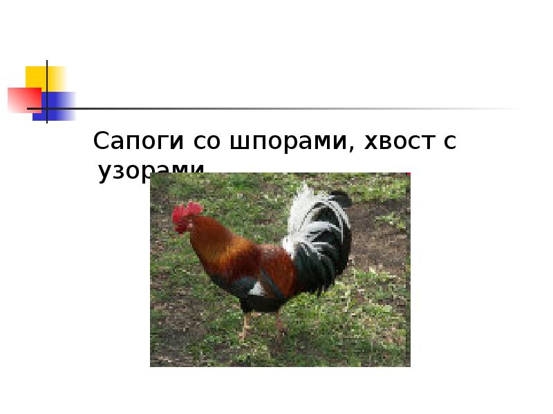 Не ездок а со шпорами не отгадка. Хвост с узорами сапоги со шпорами. хвост с узорами сапоги со шпорами отгадка. хвост с узорами сапоги со шпорами кто это. не ездок а со шпорами не.