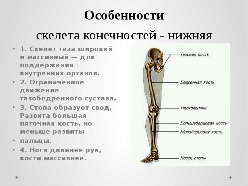 Скелет конечностей функции. Строение верхней и нижней конечности человека анатомия. Строение и функции скелета нижних конечностей. Особенности строения скелета свободной верхней конечности. Анатомия развития скелета нижних конечностей.
