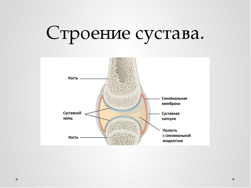 Сустав картинка с подписями