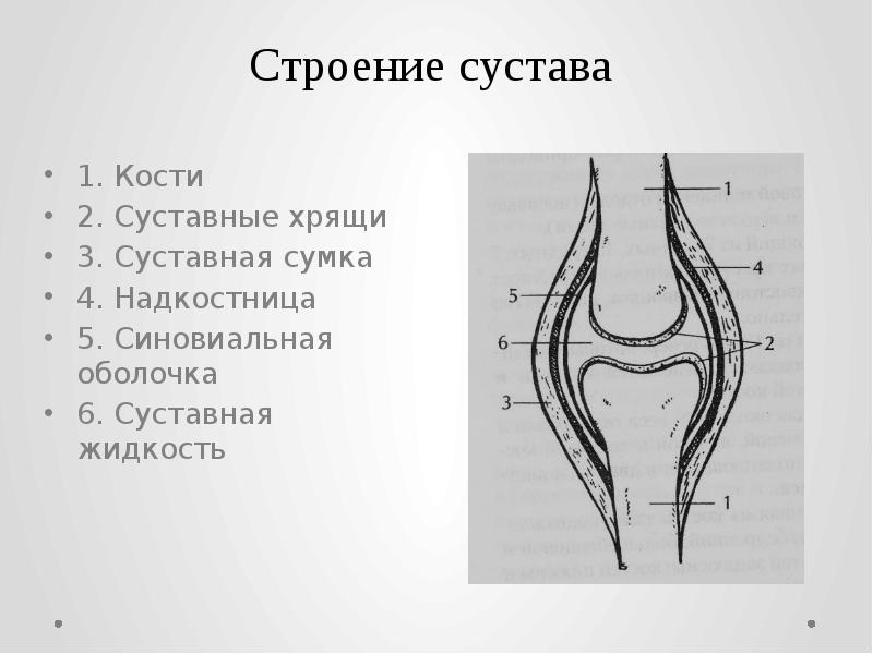 Рисунок сустава