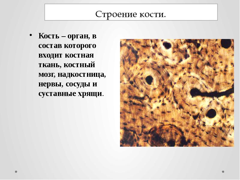 Минеральные компоненты костной ткани