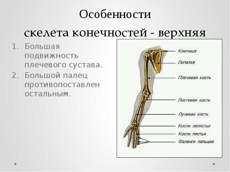 Скелет конечностей включает. Скелет верхних и нижних конечностей 8 класс. Скелет верхней конечности скелет нижней конечности. Строение верхней конечности человека. Строение верхней и нижней конечности человека.