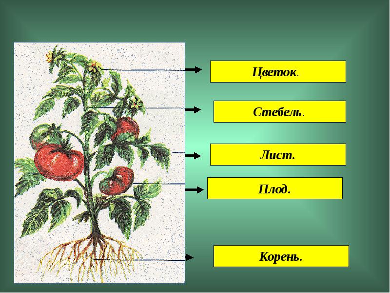 Картинка части растений 1 класс