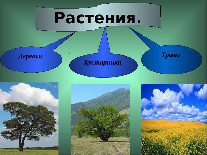 Деревья кустарники травы презентация для дошкольников