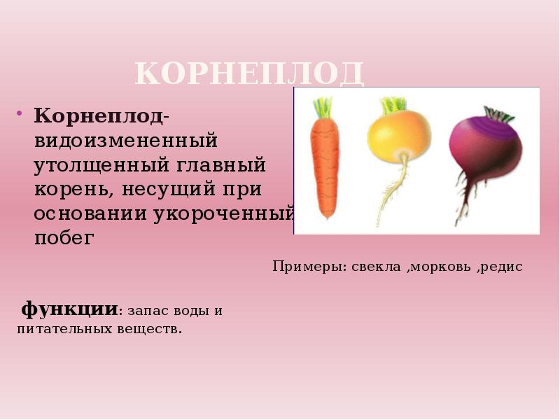 Чем отличаются корневые клубни от корнеплодов