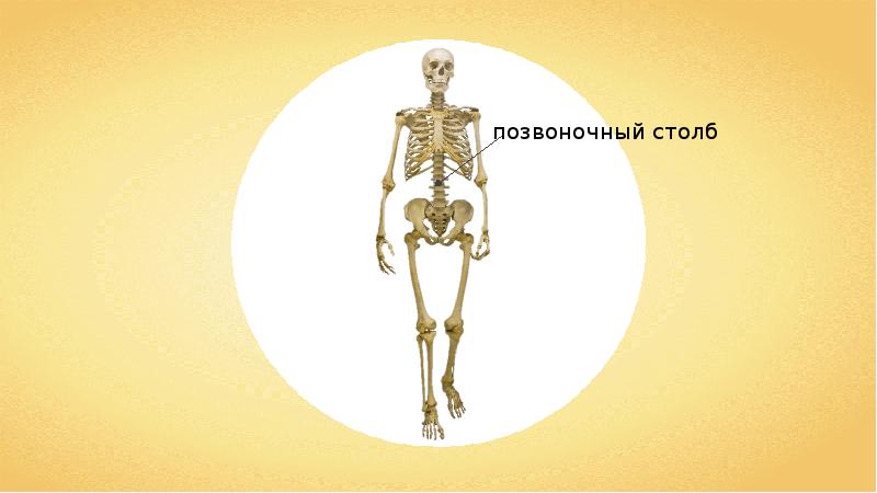 Скелет туловища конечностей. Скелет человека схема биология.