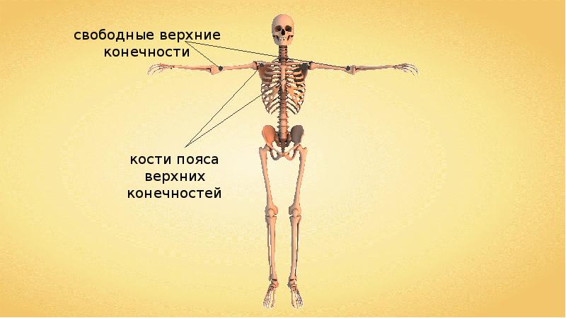 Скелет туловища конечностей. Скелет туловища скелет конечностей и их поясов. Скелет конечностей и их поясов презентация. Нога скелет для детей.