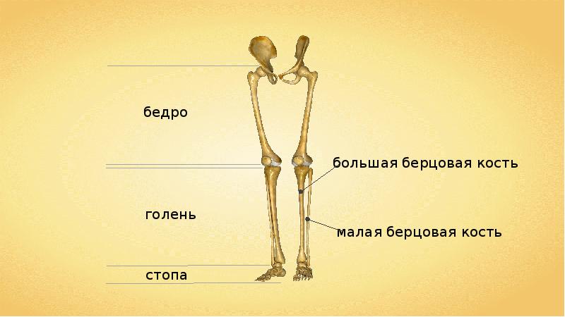 7 скелет конечностей. Скелет конечностей. Скелет конечностей и их поясов. Пояс нижних конечностей человека. Скелет туловища скелет конечностей и их поясов.
