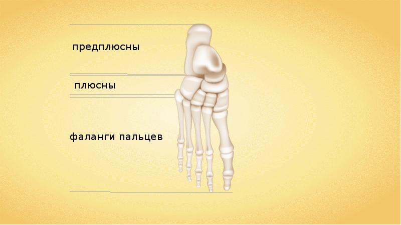 Верхние конечности туловища. Плюсна предплюсна фаланги. Плюсна предплюсна фаланги пальцев. Стопа предплюсна плюсна фаланги пальцев. Три отдела: предплюсну, плюсну и фаланги пальцев.