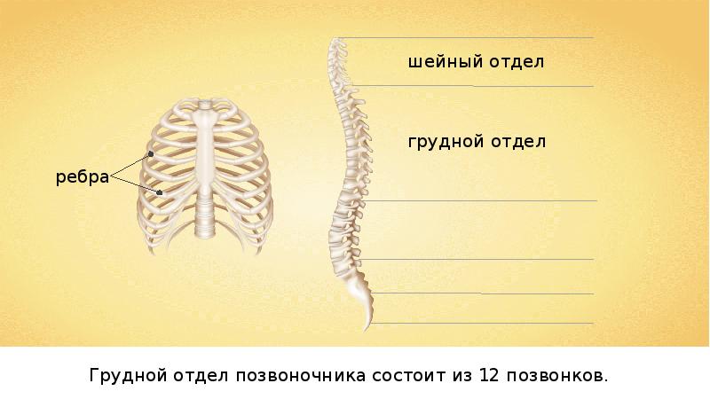 Скелет туловища 8 класс. Скелет туловища скелет конечностей и их поясов. Строение скелета туловища, скелета конечностей и их поясов. Видеоурок скелет туловища скелет конечностей и их поясов. Биология 8 класс скелет туловища скелет конечностей и их поясов.