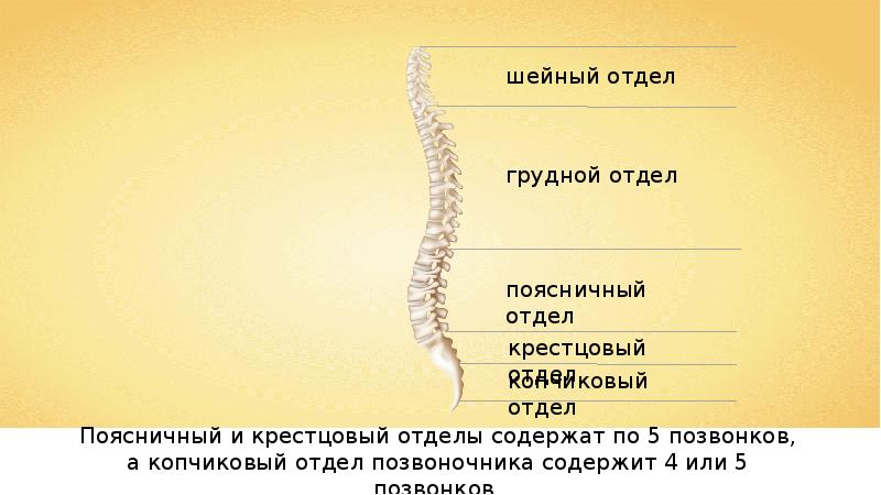 Скелет туловища тест. Скелет туловища скелет конечностей и их поясов. Строение скелета позвоночника. Скелет туловища скелет конечностей и их поясов 8 класс. Пять отделов позвоночника у кого.