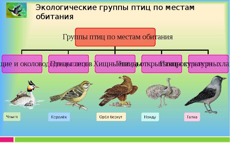 Окружающая среда и птицы. Конспект занятия экологические группы птиц. Экологические группы птиц по способу питанию с примерами. Видео занятие экологические группы птиц.