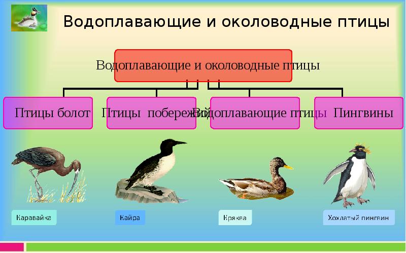 На какой из фотографий приведена птица с которой большинство людей сходны по особенностям течения