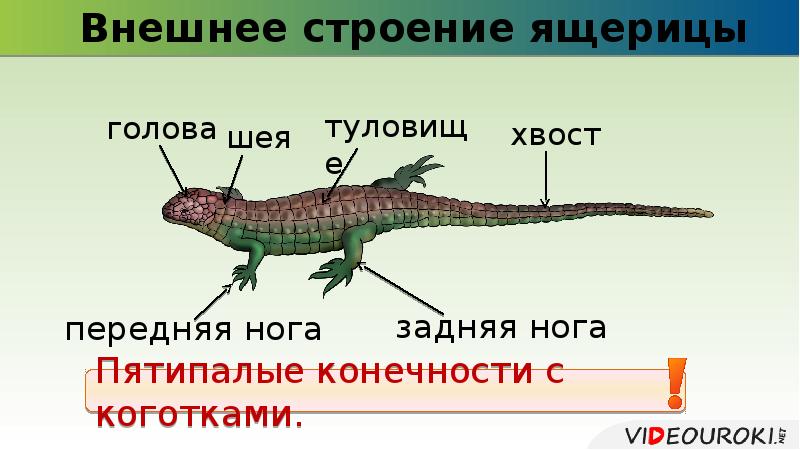 Строение ящерицы 7 класс. Внешнее строение ящерицы. Внешне строение ящерицы. Внешнестроеие ящерицы. Внешнее строение рептилий.