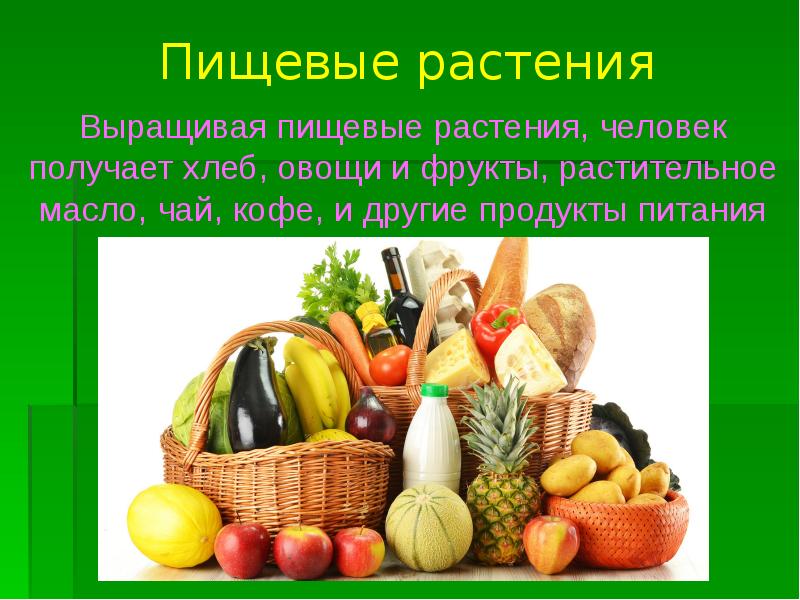 Растения и человек презентация