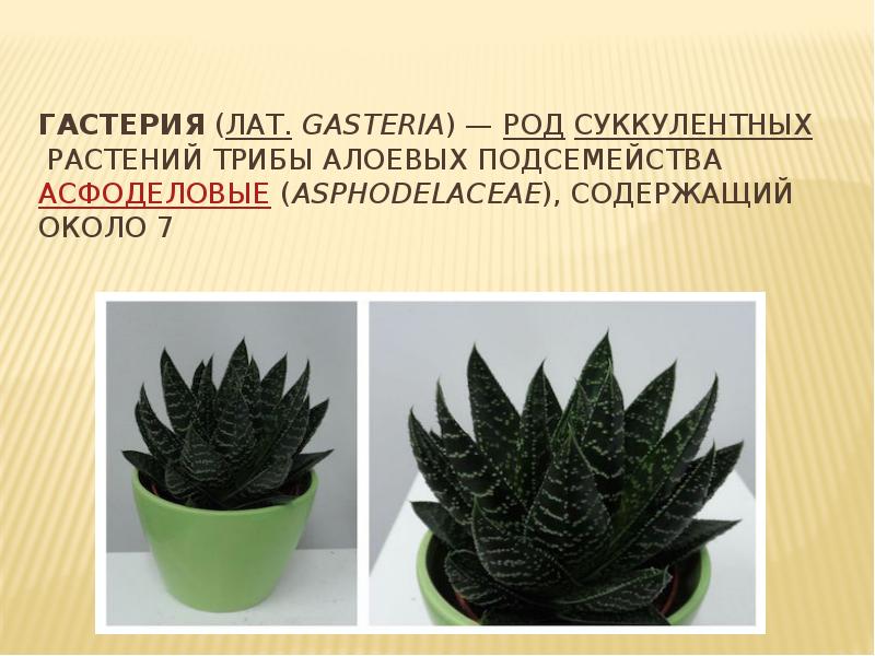 Гастерия (лат. Gasteria) — род суккулентных растений трибы Алоевых подсемейства Асфоделовые (Asphodelaceae), содержащий около 7 Гастерия (лат. Gasteria) — род суккулентных растений трибы Алоевых подсемейства Асфоделовые (Asphodelaceae), содержащий около 7