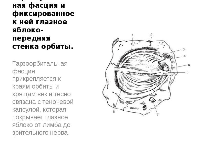 Наружная стенка левой орбиты