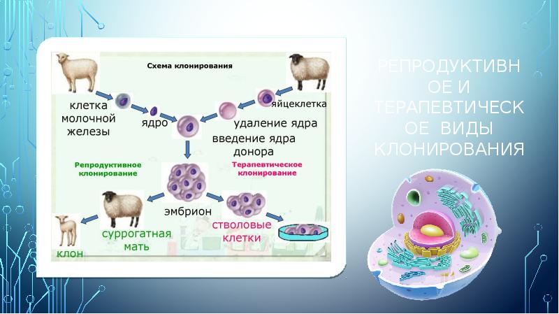 Клонирование системы