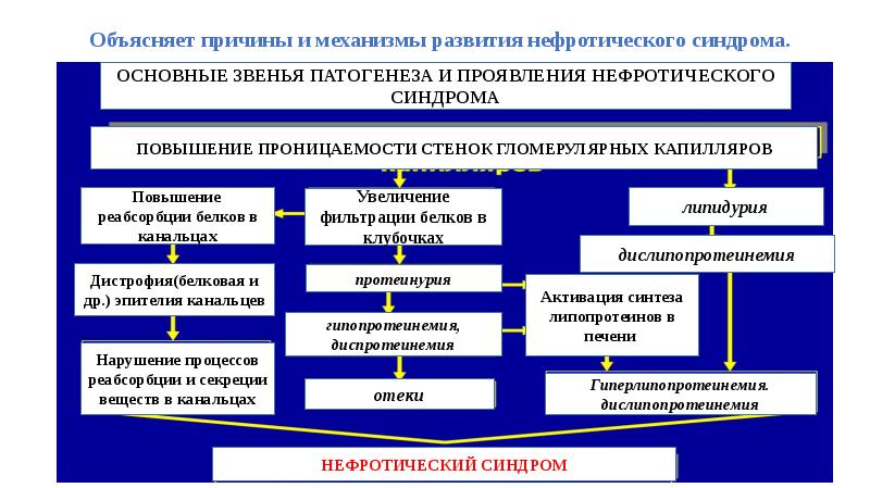 Какова правильная схема стандартной терапии дебюта нефротического синдрома