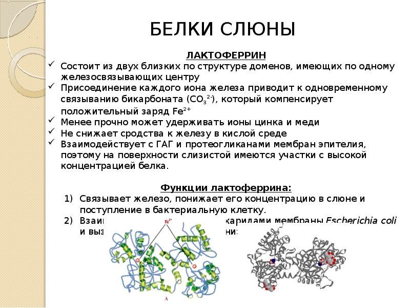 Транспорт белка. Биохимия смешанной слюны. Функции белков слюны. Белки слюны. Строение белков слюны.