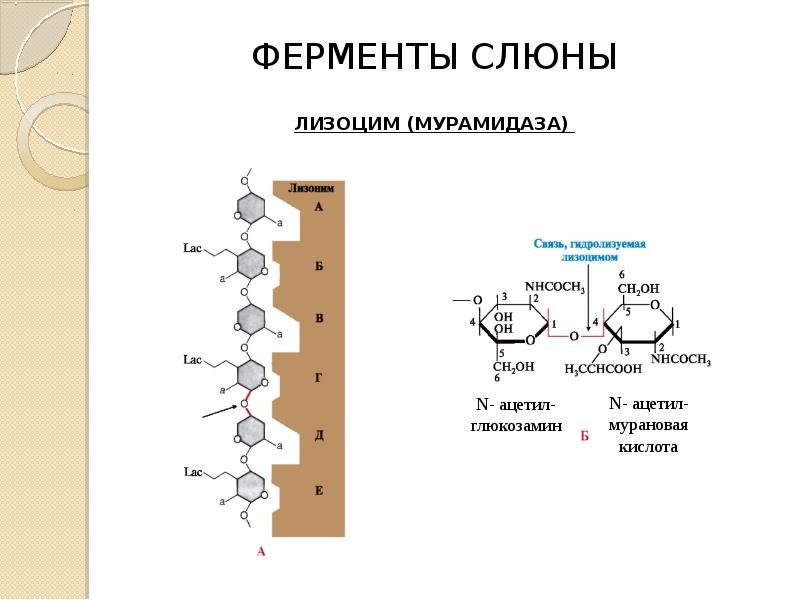 Биохимия слюны презентация