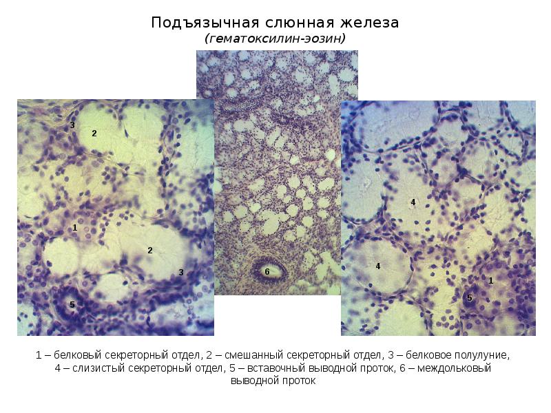 Стенка ротовой полости гистология